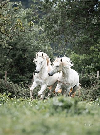 Chevaux camarguais en liberté